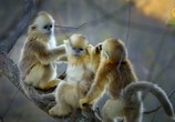 Сцена из фильма Обезьяны - Удивительное семейство животных / Monkeys – An Amazing Animal Family (2016) Обезьяны - Удивительное семейство животных сцена 5