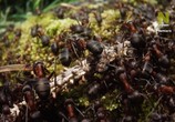 ТВ Муравьиная гора с Дэвидом Аттенборо / David Attenborough's Ant Mountain (2017) - cцена 2