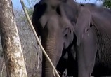 ТВ BBC: Наедине с природой: Когда слоны плачут / BBC: Should Slephants Weep (2004) - cцена 3