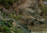 Сцена из фильма Великий поход зебр / Zebras on the Move (2009) Великий поход зебр сцена 6