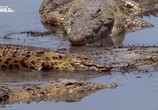 Сцена из фильма Вся правда о крокодилах / The dark side of crocs (2015) Вся правда о крокодилах сцена 5