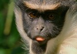 ТВ BBC: Умные обезьяны / Clever Monkeys (2008) - cцена 3