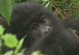 Сцена из фильма BBC: Горная горилла / BBC: Mountain Gorilla (2010) BBC: Горная горилла сцена 1