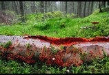 Сцена из фильма Чудесный лес / Metsän tarina (2012) Чудесный лес сцена 7