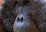 ТВ BBC: Живой мир (Мир природы): Король орангутангов / The Natural World. The Orangutan king (2005) - cцена 5