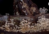 ТВ Тайное царство: Грибы, определившие наш мир / The Kingdom: How Fungi Made Our World (2018) - cцена 6