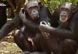 Сцена из фильма Школа для шимпанзе / Chimpschool (2017) Школа для шимпанзе сцена 3