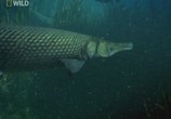 Сцена из фильма National Geographic : Рыбы-чудовища . Аллигаторова щука / Monster fish. Alligator gar (2010) 