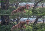 Сцена из фильма Сафари в 3Д / 3D Safari: Africa in 3D (2011) Сафари в 3Д сцена 5