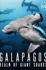 Галапагос. Царство гигантских акул