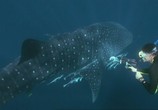 Сцена из фильма BBC: Китовая акула / BBC: Whale Shark (2008) BBC: Китовая акула сцена 1
