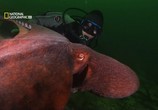 Сцена из фильма В Поисках гигантского осьминога / Search for the Giant Octopus (2009) В Поисках гигантского осьминога сцена 13
