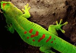 ТВ Рептилии и амфибии / Reptiles and Amphibians (2020) - cцена 1