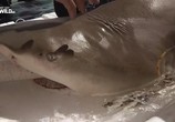 Сцена из фильма Огромная акула-молот / Mega Hammerhead (2016) Огромная акула-молот сцена 5