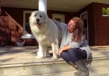 ТВ Лучшие друзья собаки / Dog's Best Friend (2019) - cцена 5