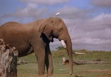 Сцена из фильма Discovery: Королевство африканского слона / Africa's Elephant Kingdom (1998) 