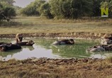 ТВ Дикая Шри-Ланка: царство леопардов / Wild Sri Lanka: Realm of the Leopard (2018) - cцена 8
