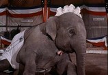 Сцена из фильма Мальчик, который украл слона / The Boy Who Stole the Elephant (1970) Мальчик, который украл слона сцена 9