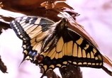 Сцена из фильма BBC: Наедине с природой: Бабочка красавица или чудовище / BBC: The Butterfly beauty or the beast? (2004) BBC: Наедине с природой: Бабочка красавица или чудовище сцена 9