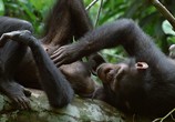 Сцена из фильма Шимпанзе / Chimpanzee (2012) Шимпанзе сцена 5