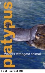 ABC: Самое необычное животное в мире. Утконос