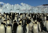 Сцена из фильма Дикая Антарктида / Wild Antarctica (2015) Дикая Антарктида сцена 4