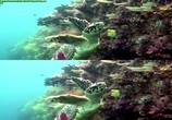 Сцена из фильма Кораллы 3Д: Магия Индо-Тихоокеании в 3Д / Corals 3D: Magic of the Indo-Pacific 3D (2012) Кораллы 3Д: Магия Индо-Тихоокеании в 3Д сцена 3