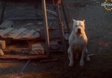 Сцена из фильма Аргентинский дог / El perro (2004) Аргентинский дог сцена 2