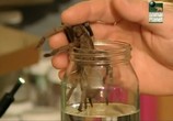 ТВ Animal Planet: Тарантул- Австралийский король пауков / Animal Planet: Tarantula- Australia's King of Spiders (2004) - cцена 1