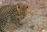 Сцена из фильма PBS Nature: Тайная жизнь леопарда / PBS Nature: Revealing the Leopard (2010) PBS Nature: Тайная жизнь леопарда сцена 10