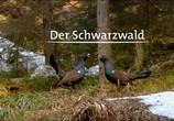 Сцена из фильма Дикая природа Германии / Wildes Deutschland (2011) Дикая природа Германии сцена 2