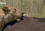 Сцена из фильма National Geographic: Дикая Ботсвана: Братство львов / National Geographic: Wild Botswana: Lion Brotherhood (2014) 