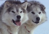 ТВ PBS Nаture. Собаки, которые изменили мир / PBS Nаture. Dogs That Changed The World (2007) - cцена 5