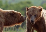 Сцена из фильма Медведи / DisneyNature: Bears (2014) Медведи сцена 2