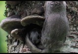 Сцена из фильма Чудесный лес / Metsän tarina (2012) Чудесный лес сцена 14