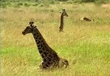Сцена из фильма BBC: Наедине с природой: Жирафы / BBC: Giraffe the impossible animal (2004) BBC: Наедине с природой: Жирафы сцена 10