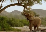 Сцена из фильма Дикая Намибия / Wild Namibia (2013) 