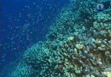 Сцена из фильма Экстремальная среда обитания. Коралловые рифы (2011) Экстремальная среда обитания. Коралловые рифы сцена 3
