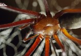 ТВ Тайна гигантского пещерного паука / Mystery of the giant cave spider (2017) - cцена 3
