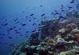 Сцена из фильма BBC. Большой Барьерный риф с Дэвидом Аттенборо / Great Barrier Reef with David Attenborough (2015) BBC. Большой Барьерный риф с Дэвидом Аттенборо сцена 6