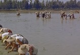 Сцена из фильма Рисовое поле / La risaia (1956) Рисовое поле сцена 3