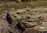 Сцена из фильма Крокодилы: Последний дракон / Crocodiles: The Last Dragon (2009) 