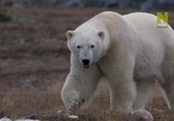 Сцена из фильма Город полярных медведей / Polar bear town (2015) Город полярных медведей сцена 2
