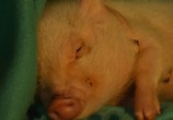 Фильм Арло: Говорящий поросёнок / Arlo: The Burping Pig (2016) - cцена 1