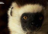 Сцена из фильма Фантастические существа Мадагаскара / Madagascar's Fantastic Creatures (2016) Фантастические существа Мадагаскара сцена 2
