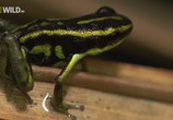 ТВ National Geographic: Лягушки на грани исчезновения / Frogs The Thin Green Line (2009) - cцена 2