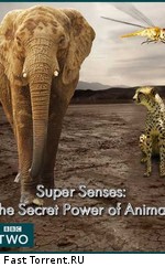 BBC: Уникальные способности животных