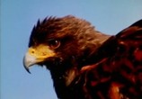 Фильм Нападение птиц / El Ataque de los pájaros (1987) - cцена 2