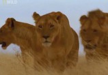 Сцена из фильма National Geographic : Самые опасные животные : Стайные охотники / World's deadliest : Pack hanters (2010) 