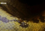 ТВ National Geographic: Анаконда. Королева змей / National Geographic: Anaconda. Queen of the serpents (2010) - cцена 3